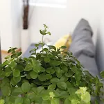 Flores Bed & Breakfast 4*